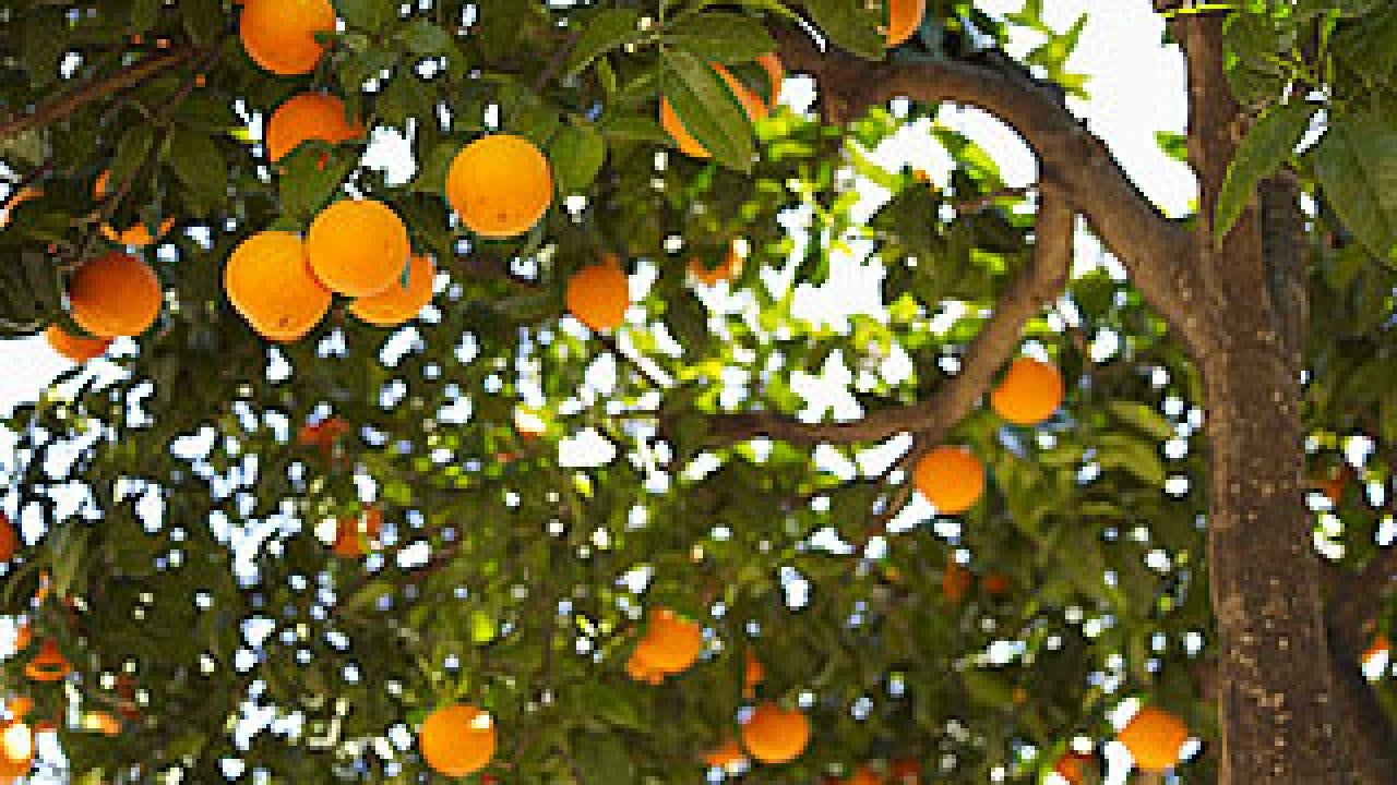 Orange trees shot from below, showing the fruit