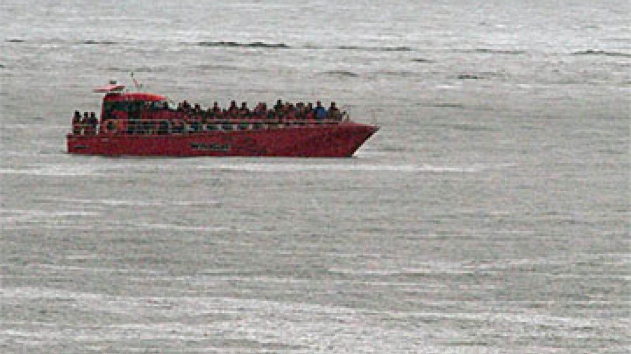 Photo: Whale fins in foreground, with boat and ship in middle and background on ocean