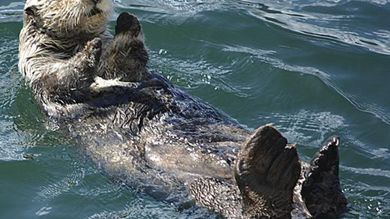 Sea otter
