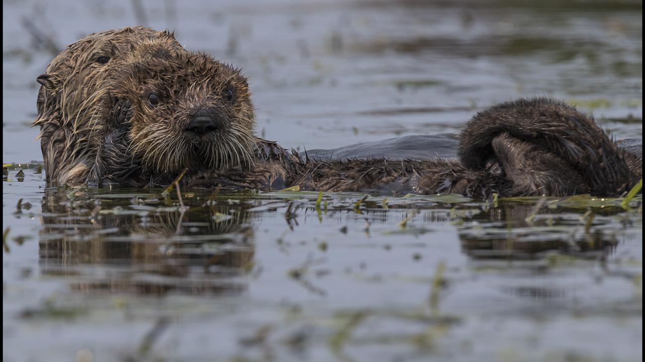 Southern sea otter and its baby in Moss Landing, California.