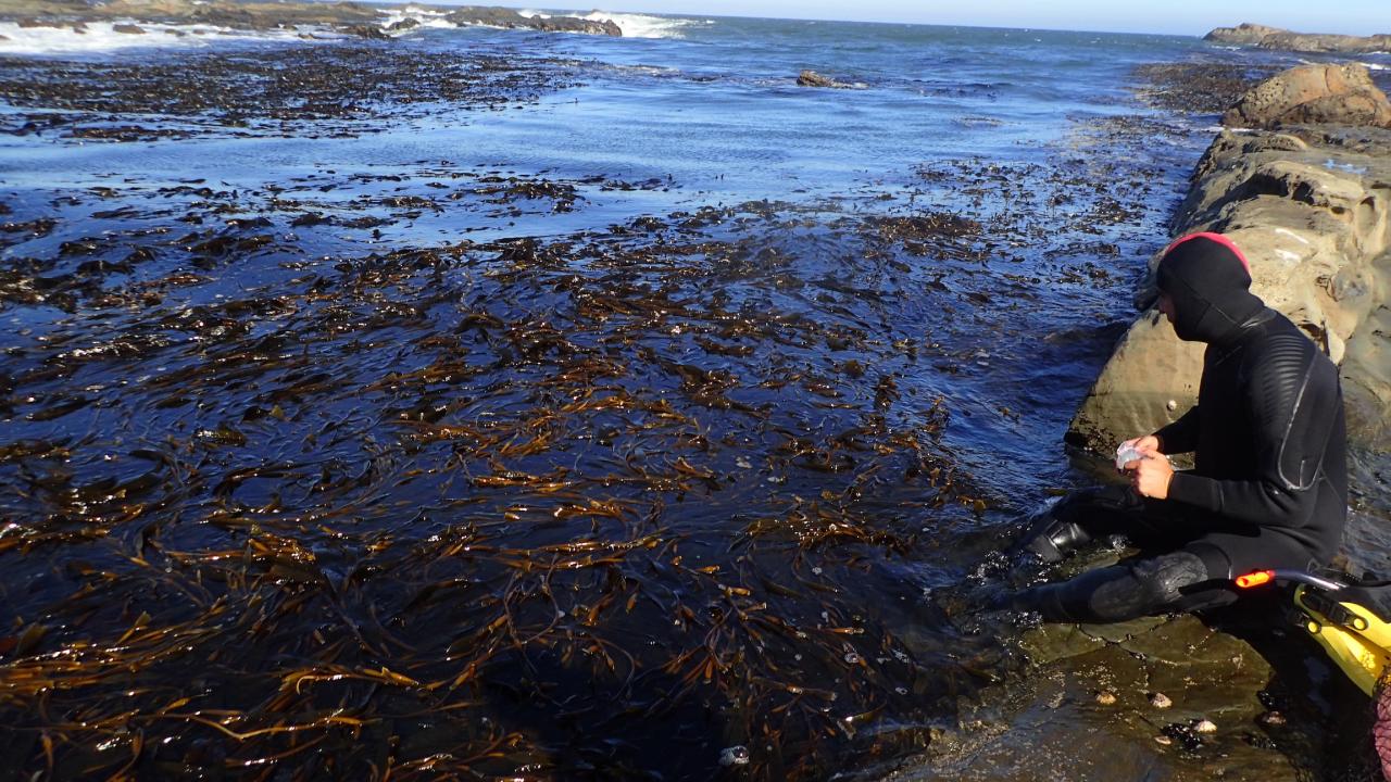 Diver in Chile prepares to enter kelp forest 