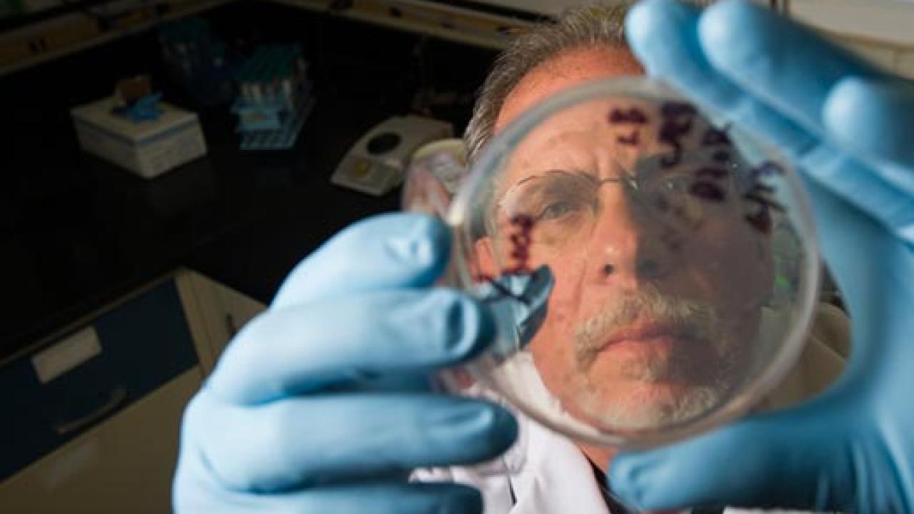 A man with gloves looks at petri dish