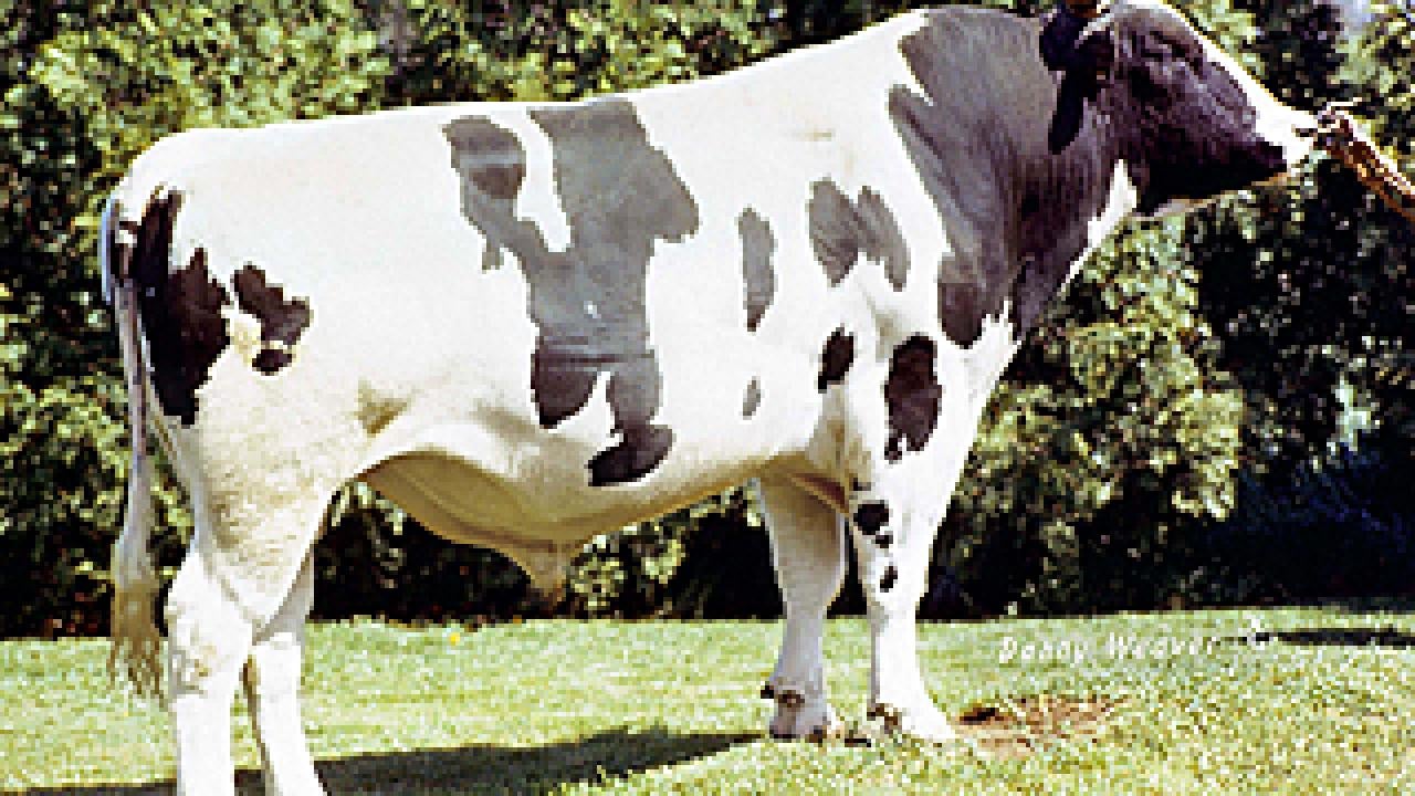 Black and whtie stud bull