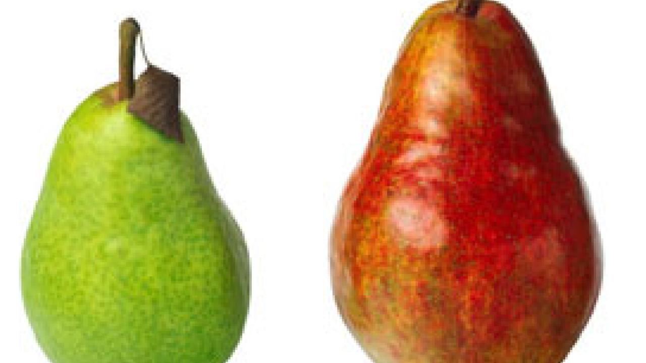 Photo: two pears
