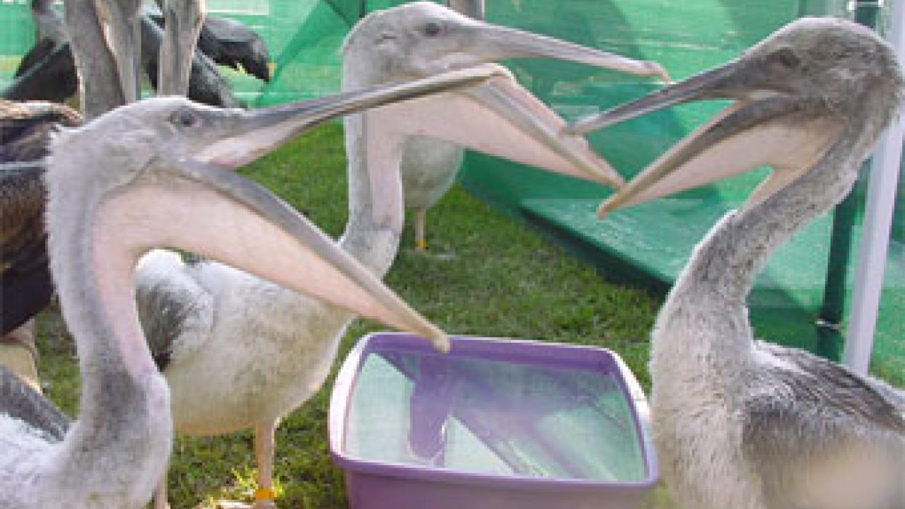 Photo: three pelicans with beaks open