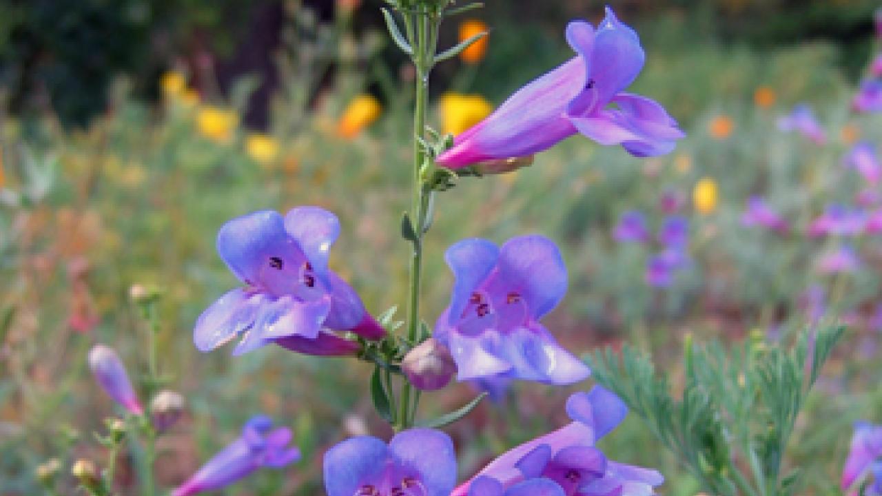 Photo: An Arboretum All-Star, Santa Margarita foothill penstemon (Penstemon heterophyllus Margarita BOP)