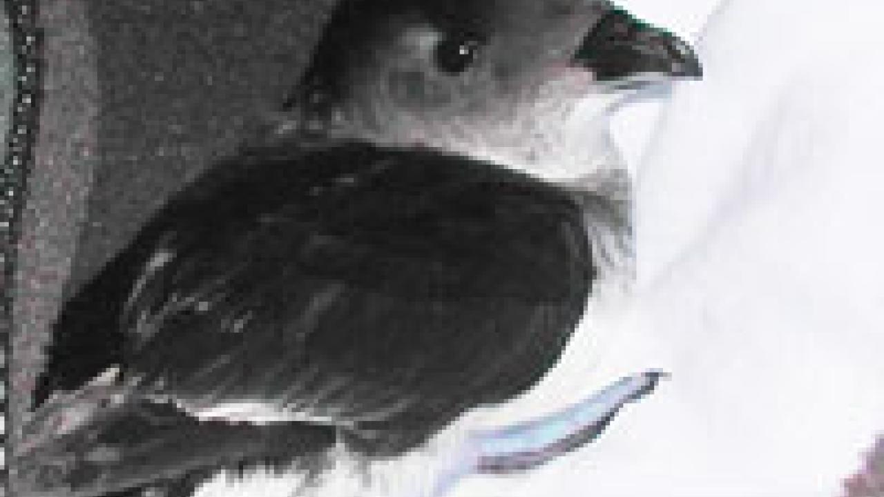 A diving petrel