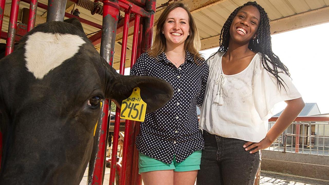 Picnic Day Chair Grace Scott, left, and ASUCD President Mariah Watson with their cow during a milking lesson at the campus dairy
