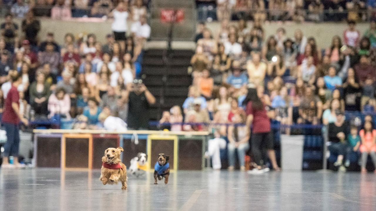 The Doxie Derby at Picnic Day.