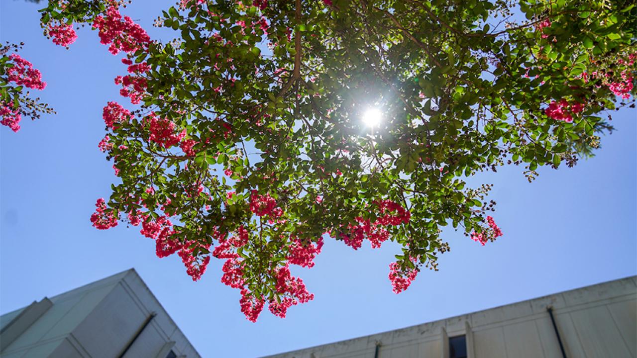 A pink-flowered plant against a blue sky