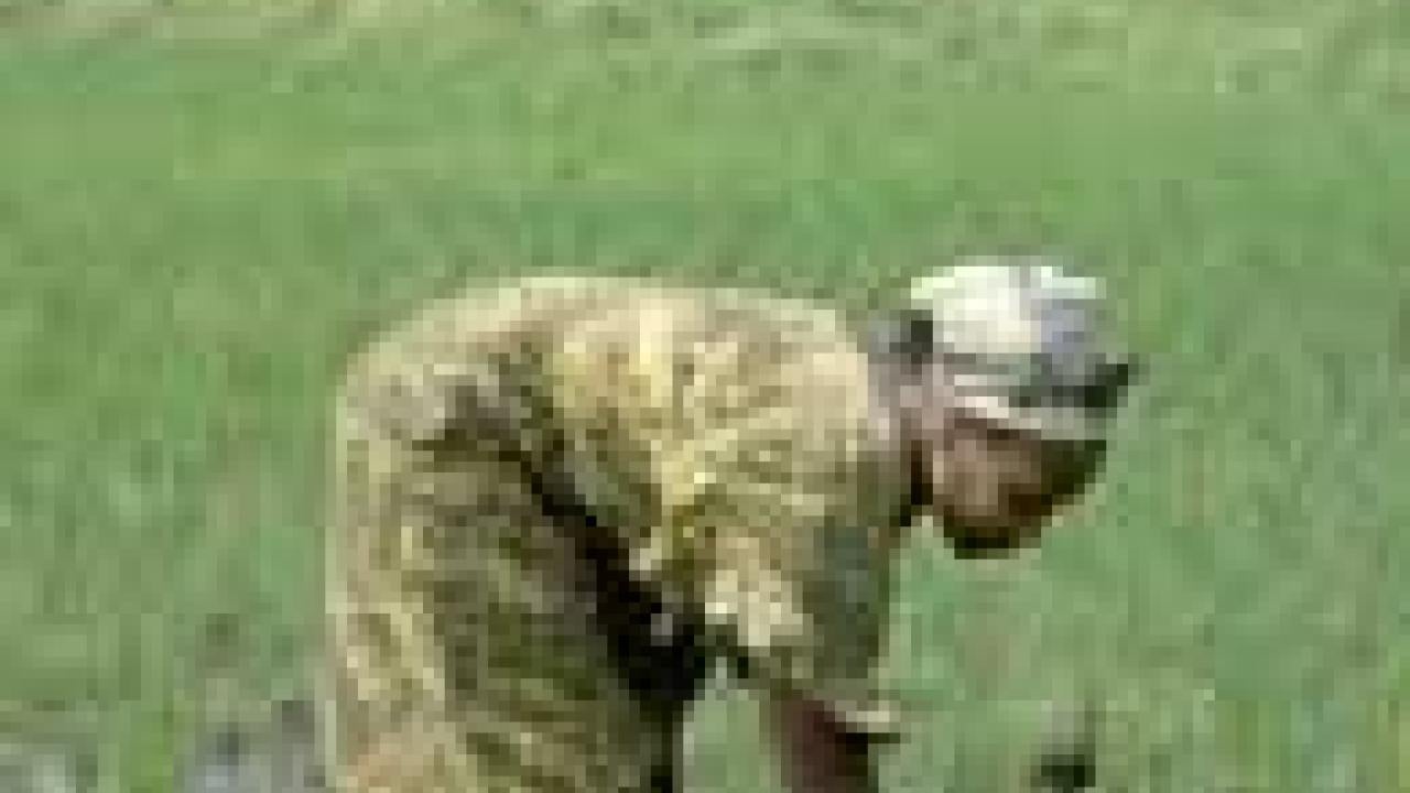 Woman in big rice field bending over.