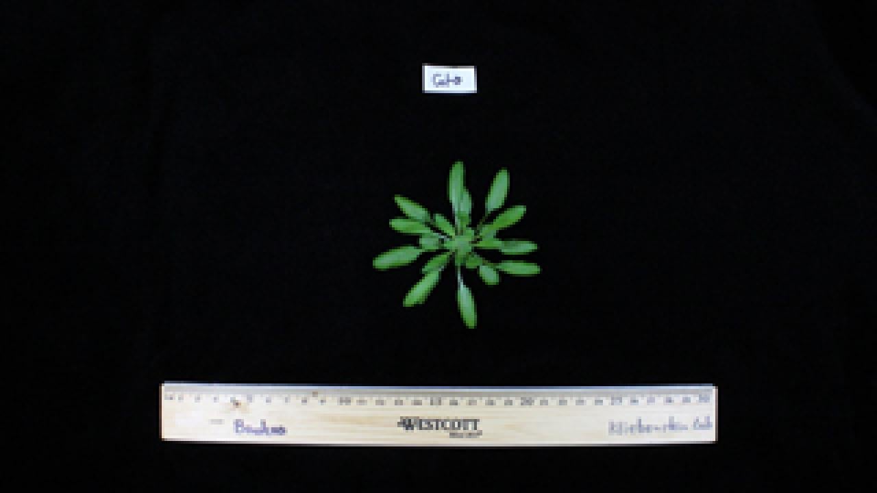 Experiments with Arabidopsis plants like this six-week-old could help shape future IVF treatments. 