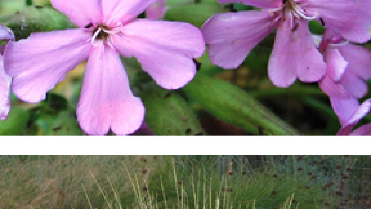 Photos (2): Arboretum All-Stars Saponaria x lempergii Max Frei" (pink flowers) and the grass Muhlenbergia dubia, or pine muhly