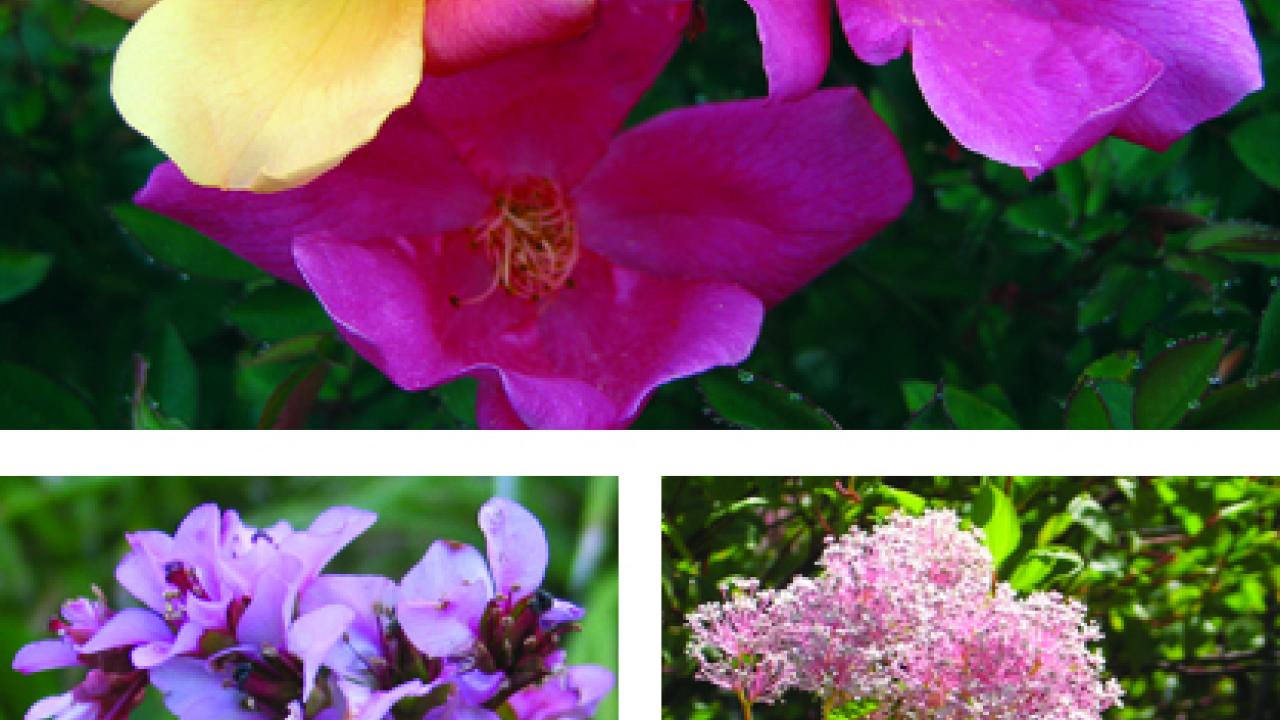 Photos (3): Rosa  mutabilis, Bergenia crassifolia and Ceanothus</i> Marie Simon.