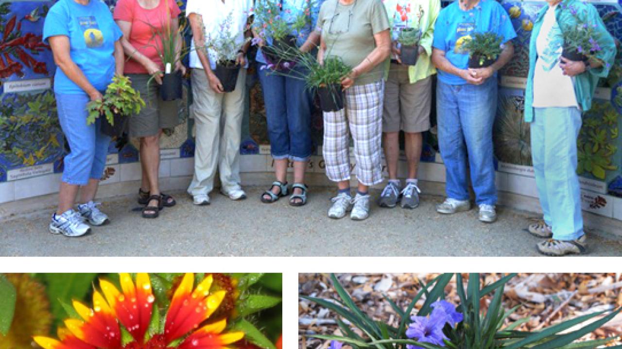 Photos (3): Arboretum volunteers in front of "Nature's Gallery"; close-ups of Ruellia tweediana "Katie" and Gaillardia X grandiflora "Arizona Sun"