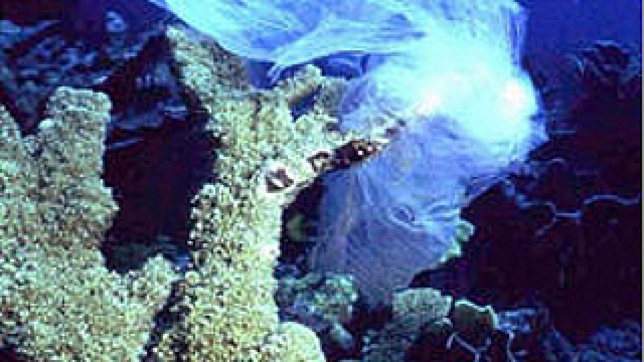 Plastic bag in ocean snagged on coral reef