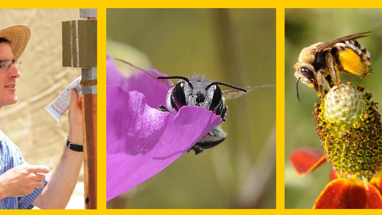 Three photos, first with a man in a hat looking at a pole, then a bumble bee looking at the camera, third is a bee in a flower
