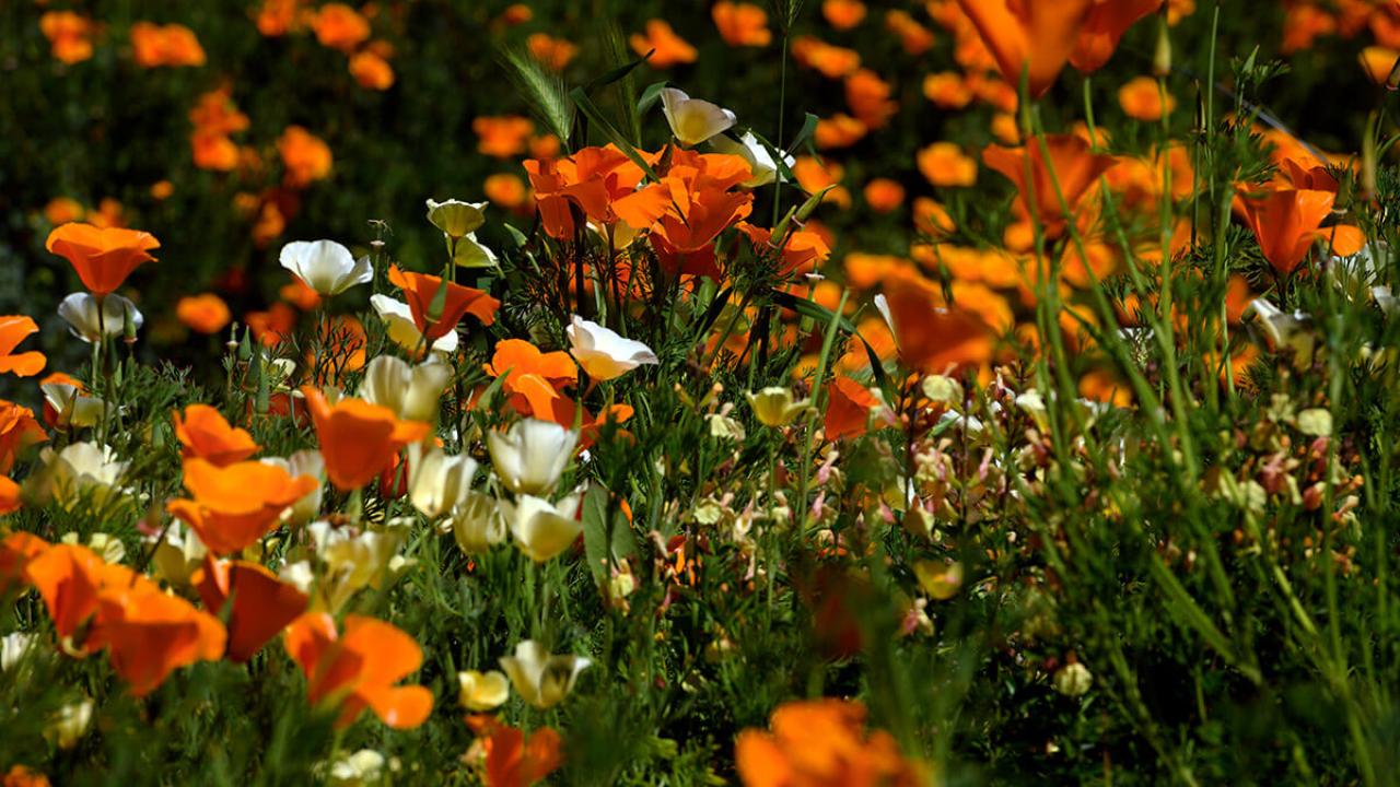 Poppies in field.