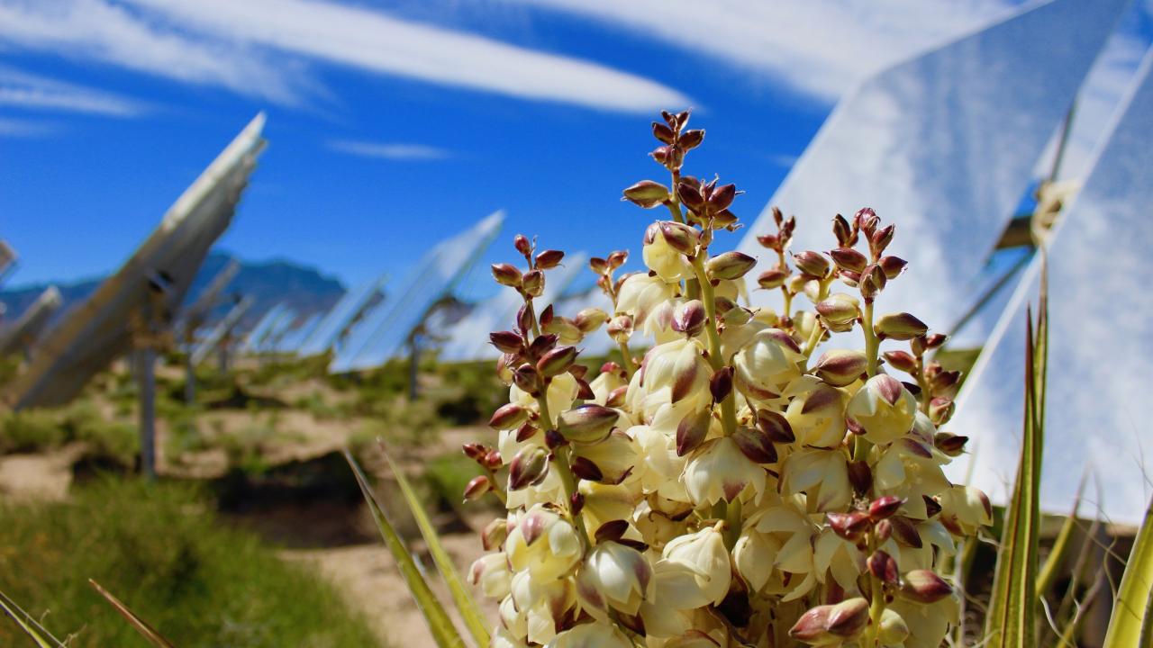 Mojave yucca grows near a solar facility in the Mojave Desert.
