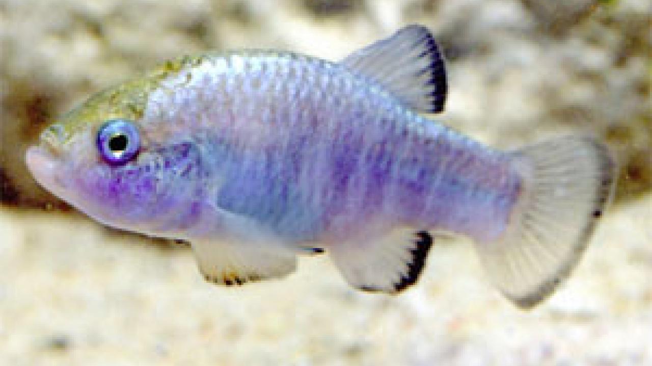 photo: whole blue fish in water