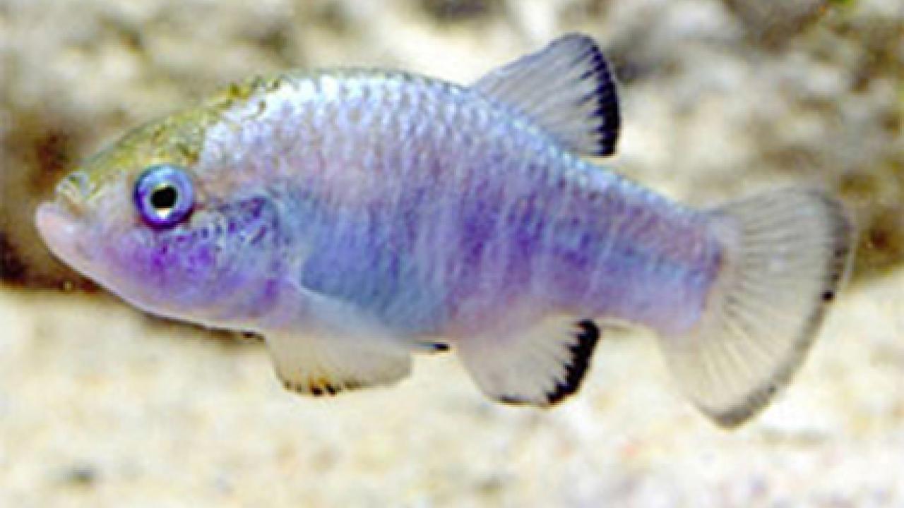 Amargosa pupfish, photographed by researcher Sean Lema