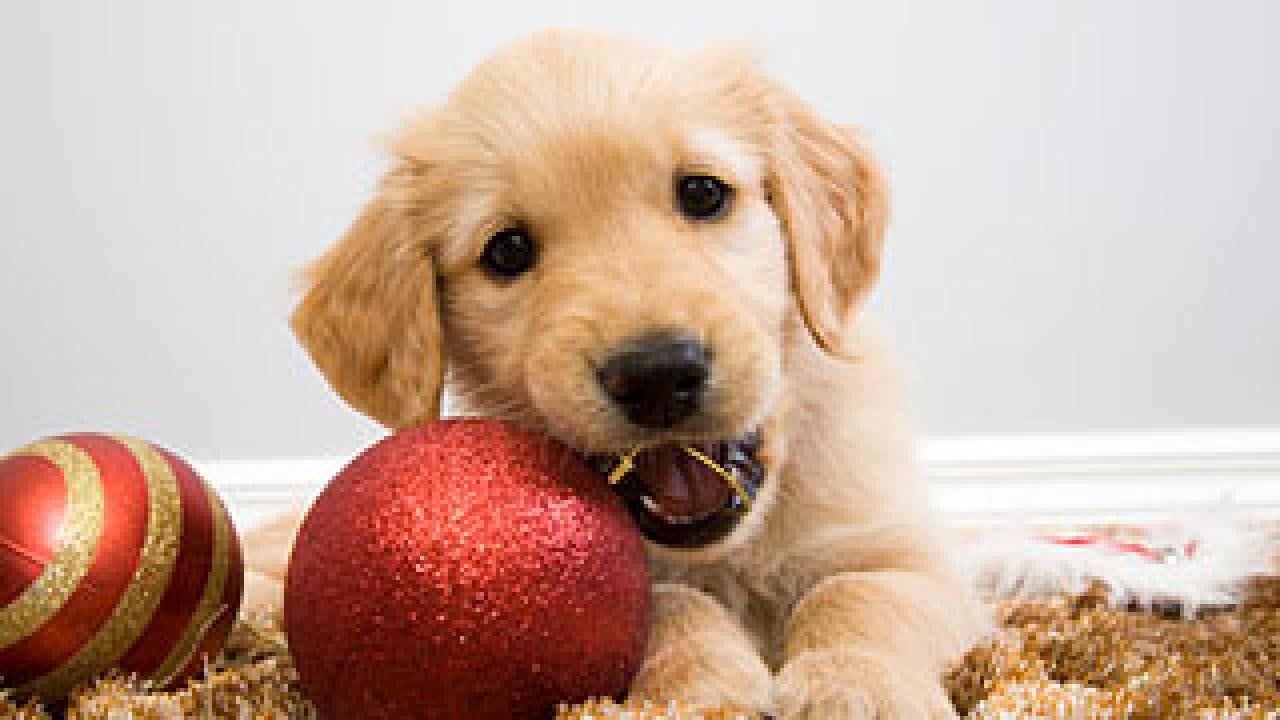 puppy chewing on ornament