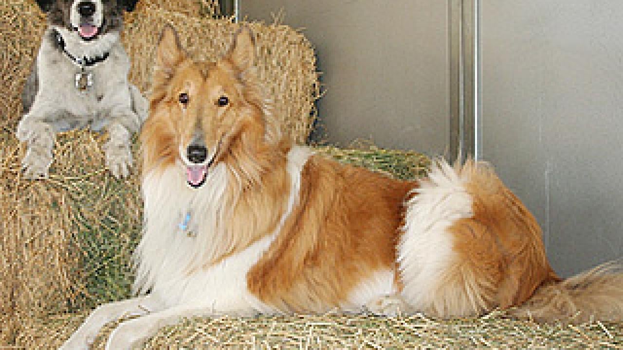 St. Bernard and collie lying on hay bales
