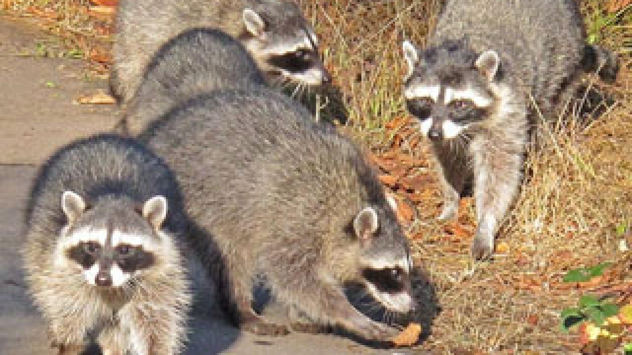 Raccoons