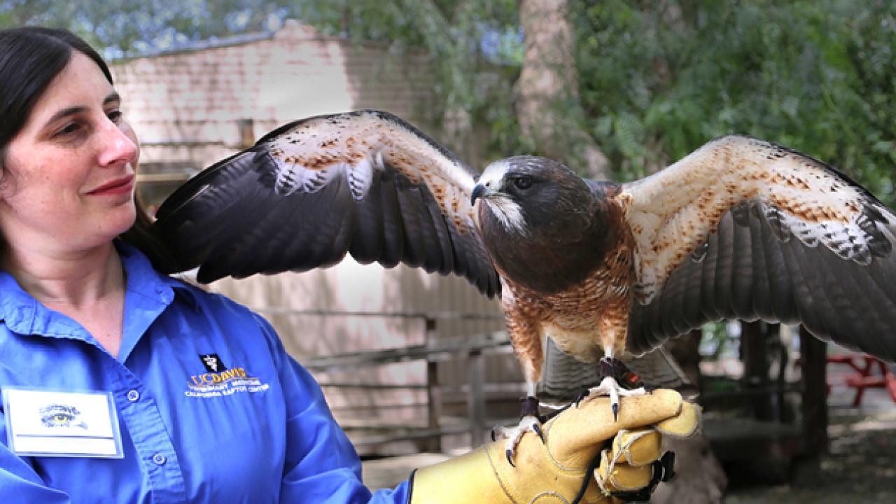 Woman holds Swainson's hawk.