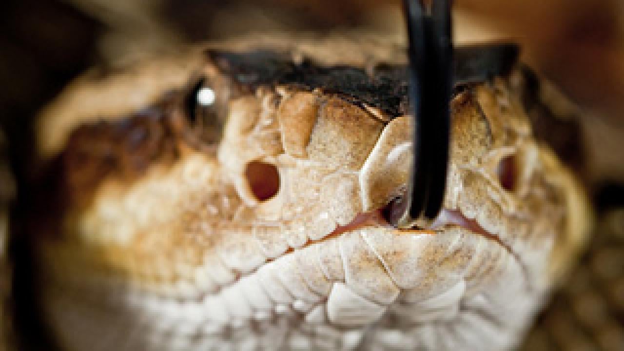 Photo: head of rattle snake face on, with tongue out