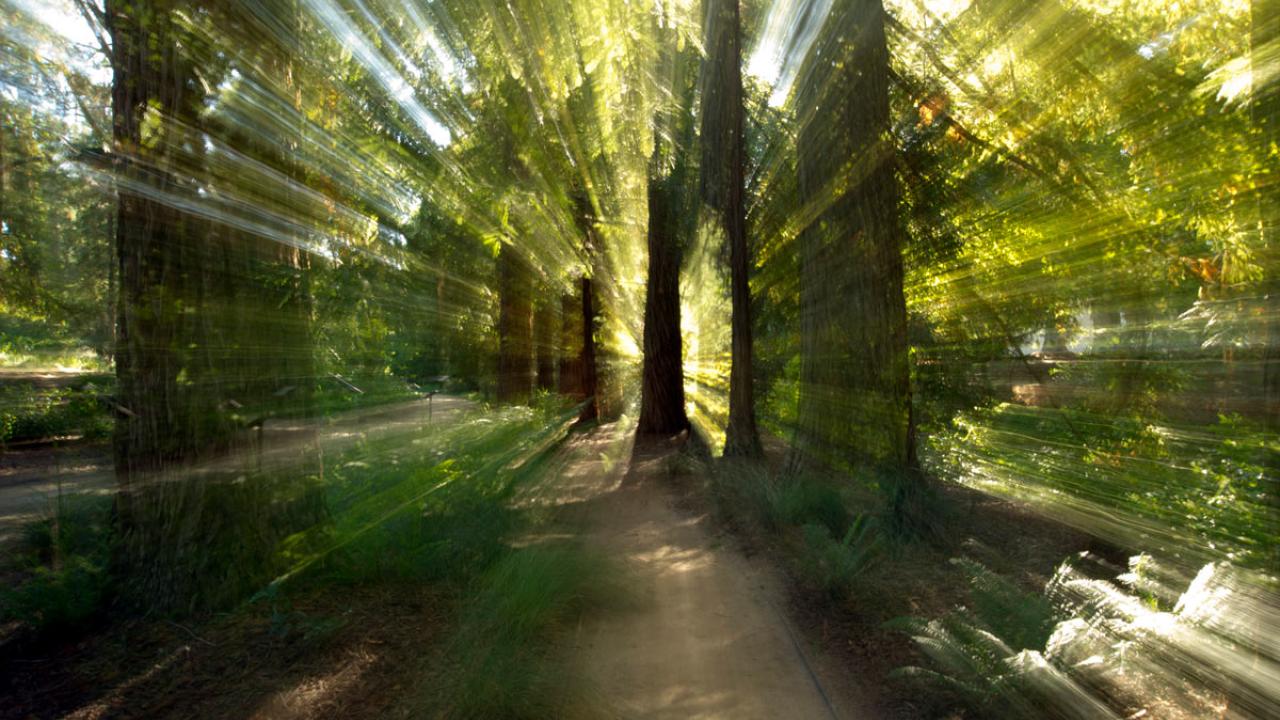 Redwood Grove, abstract view 