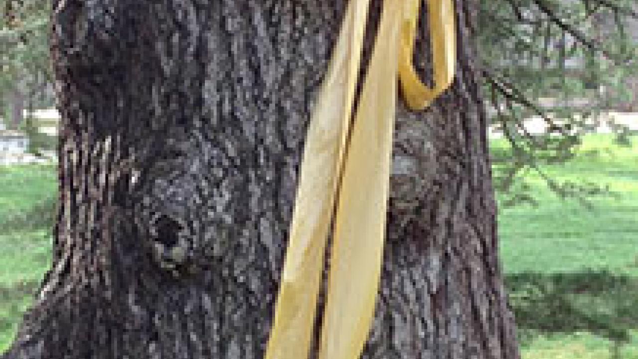 Photo: Yellow ribbon around tree on the Quad