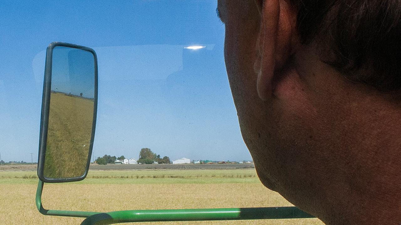 Farmer staring out of rice harvester at a field of rice during harvest