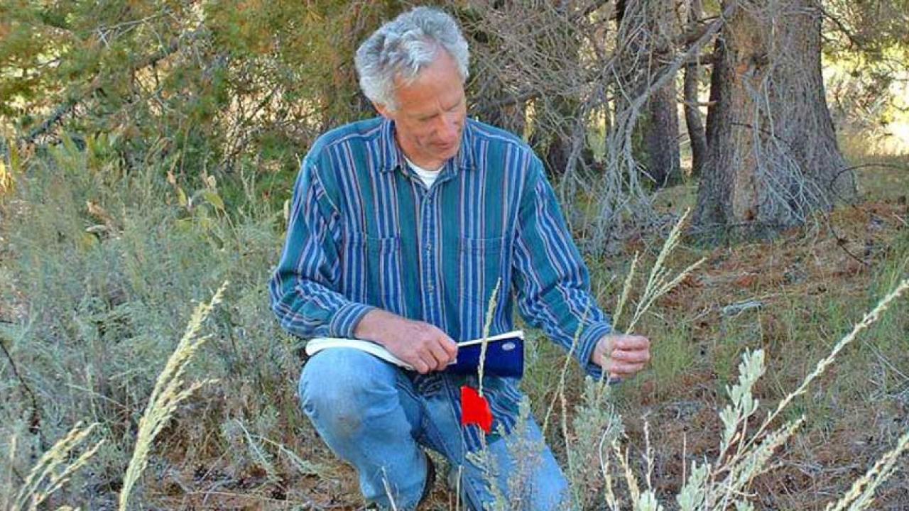Rick Karban in the field