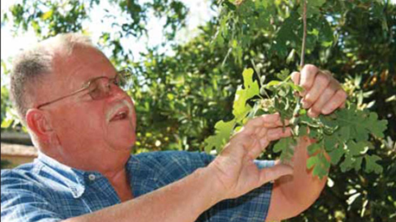 Photo: Warren Roberts, arboretum superintendent emeritus, examines a cluster of oak leaves.