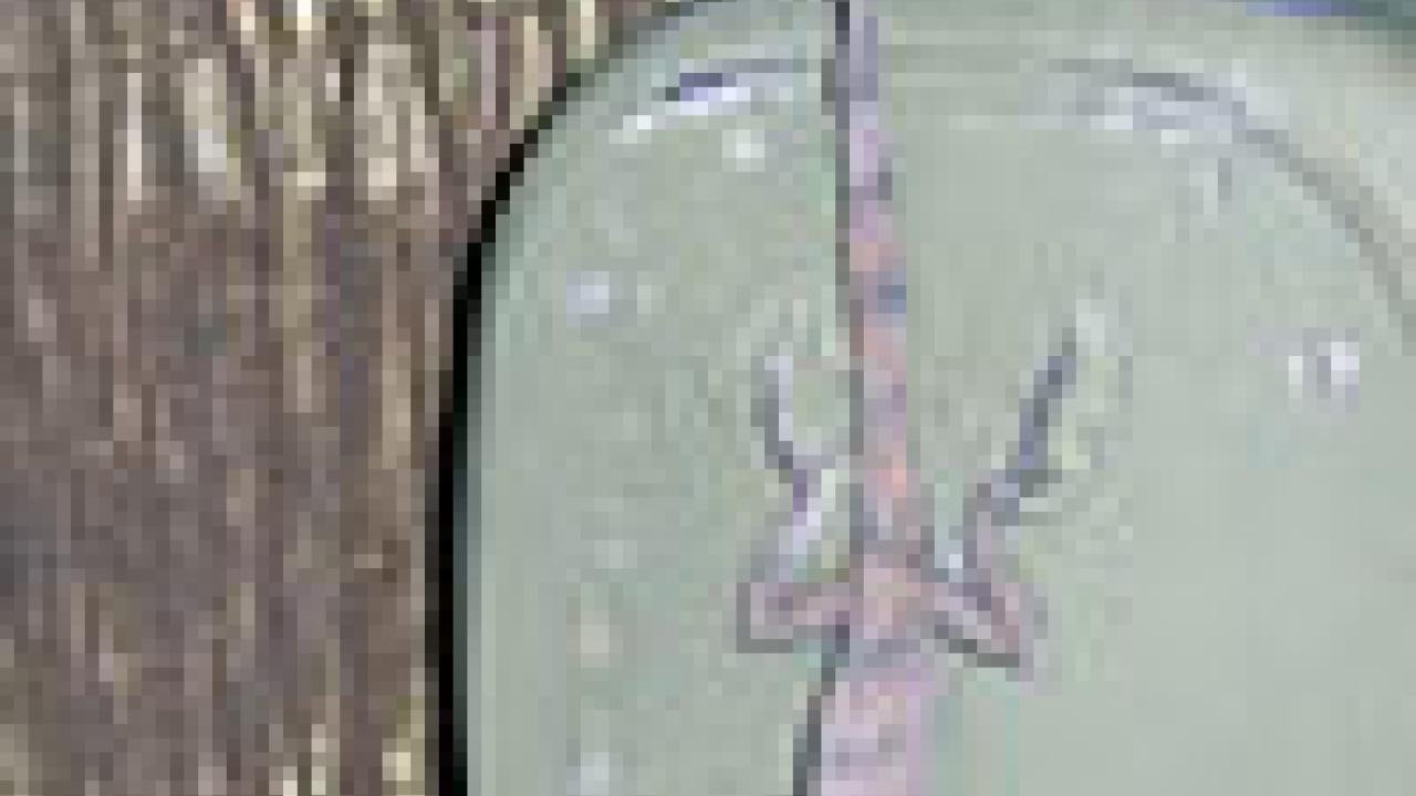 Photo: robotic lizard on a device next to a tree