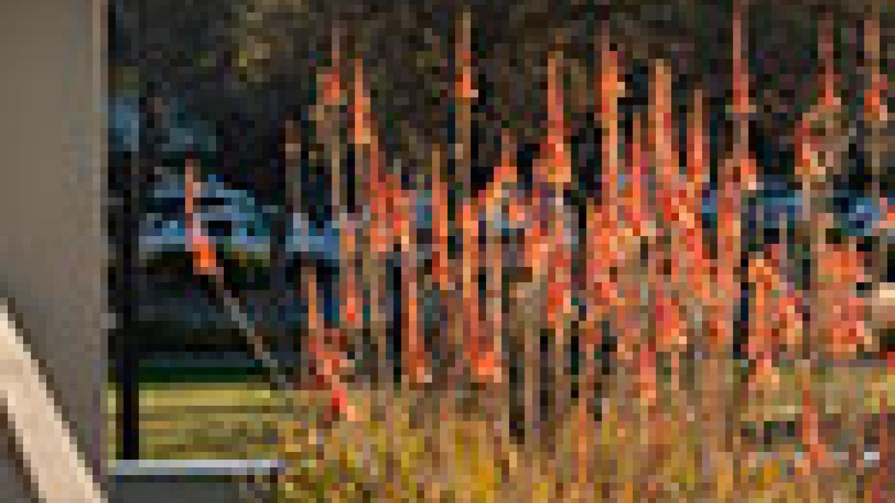 Photo: Plants on Segundo Service Center's green roof