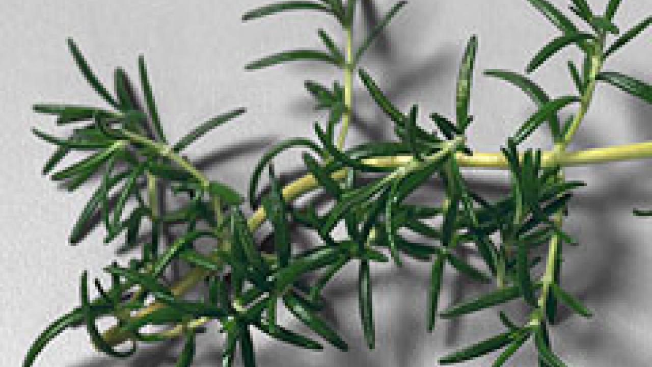 Photo: sprig of rosemary