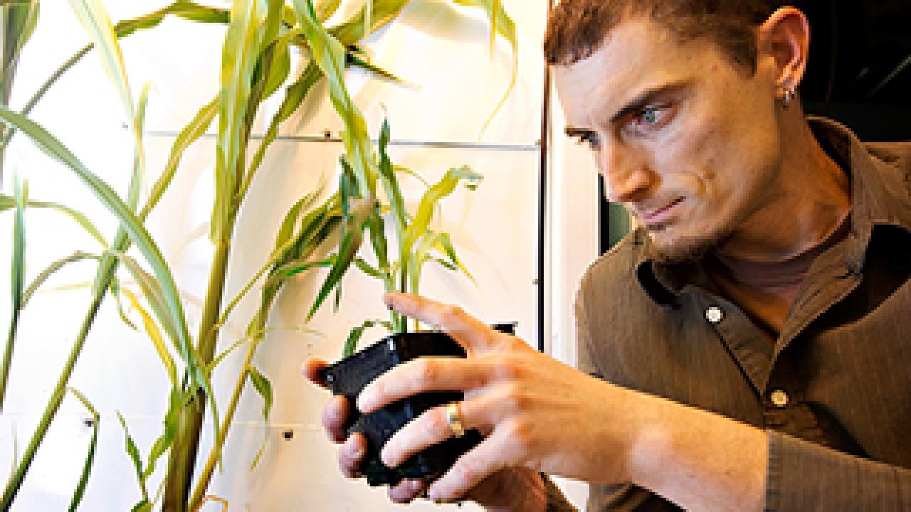 Man inspecting corn in a four-inch pot