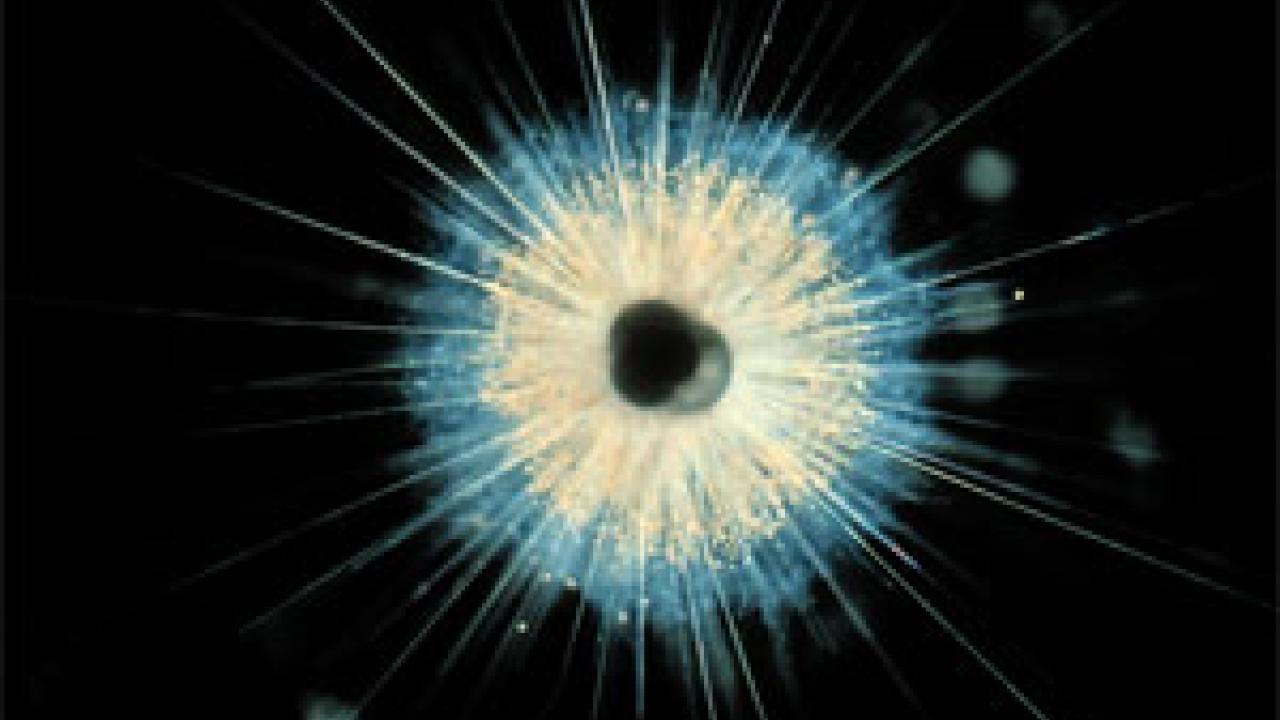Living planktonic foraminifera, Globigerinoides ruber, from subtropical waters of the Atlantic. The central calcium carbonate shell is surrounded by symbiotic dinoflagellates (gold-color) and a rhizopodia-spine matrix. Fossil shells of this shor
