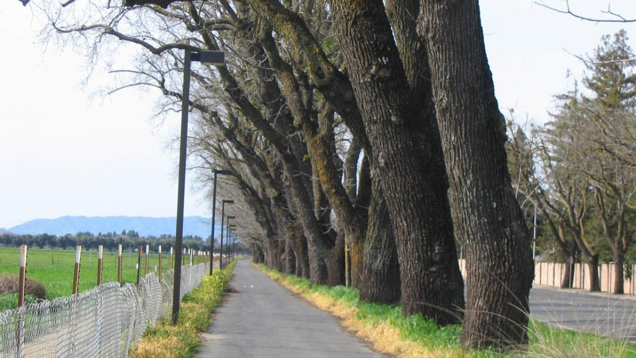 Bike path lies between pasture and line of trees alongside road.