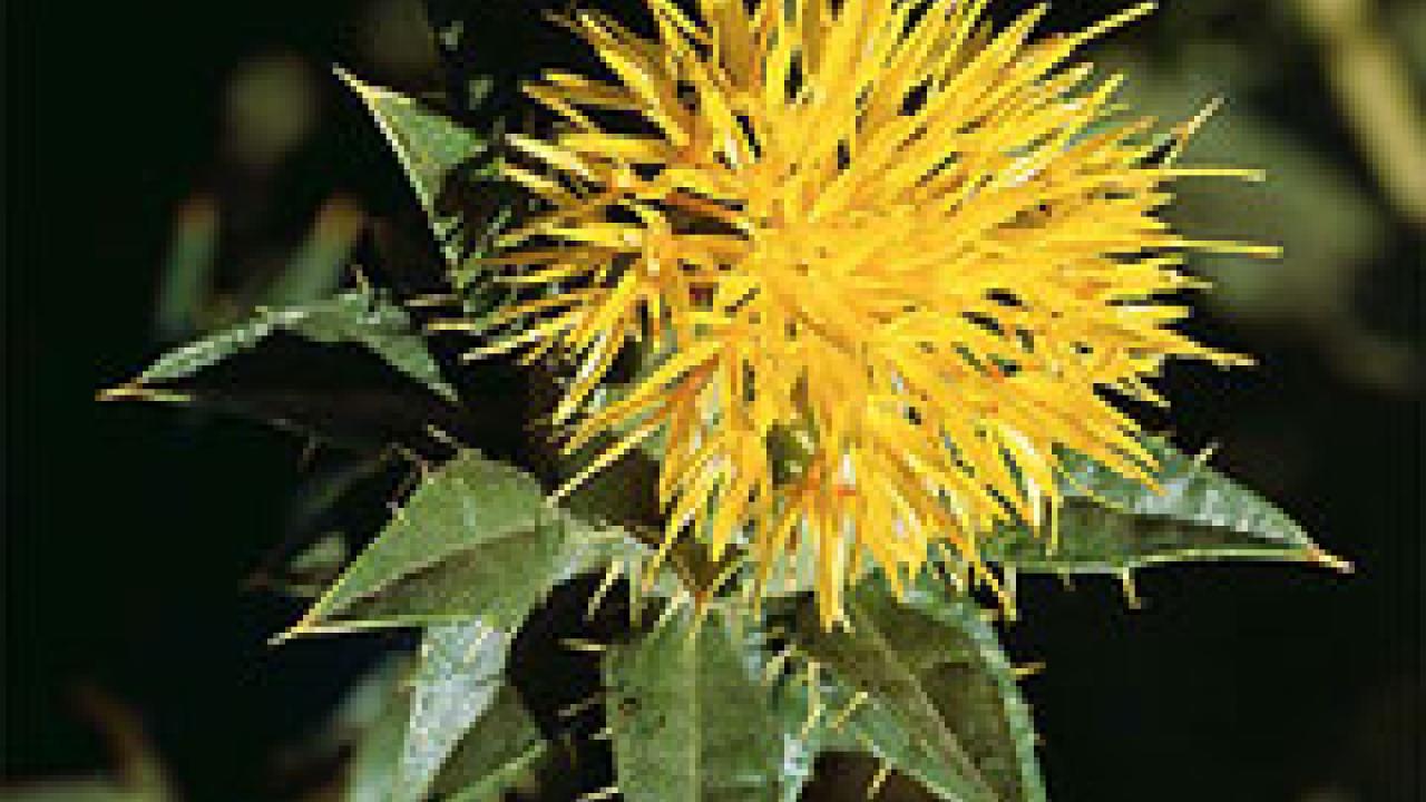 Photo: Safflower