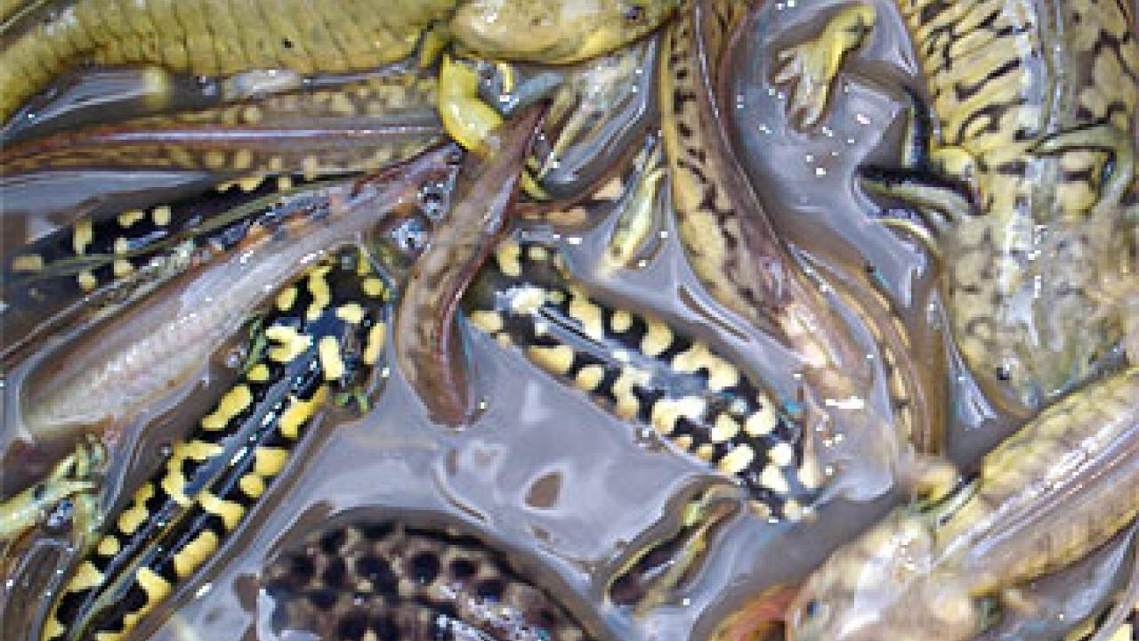 Photo: Several salamander larvae all bunched together