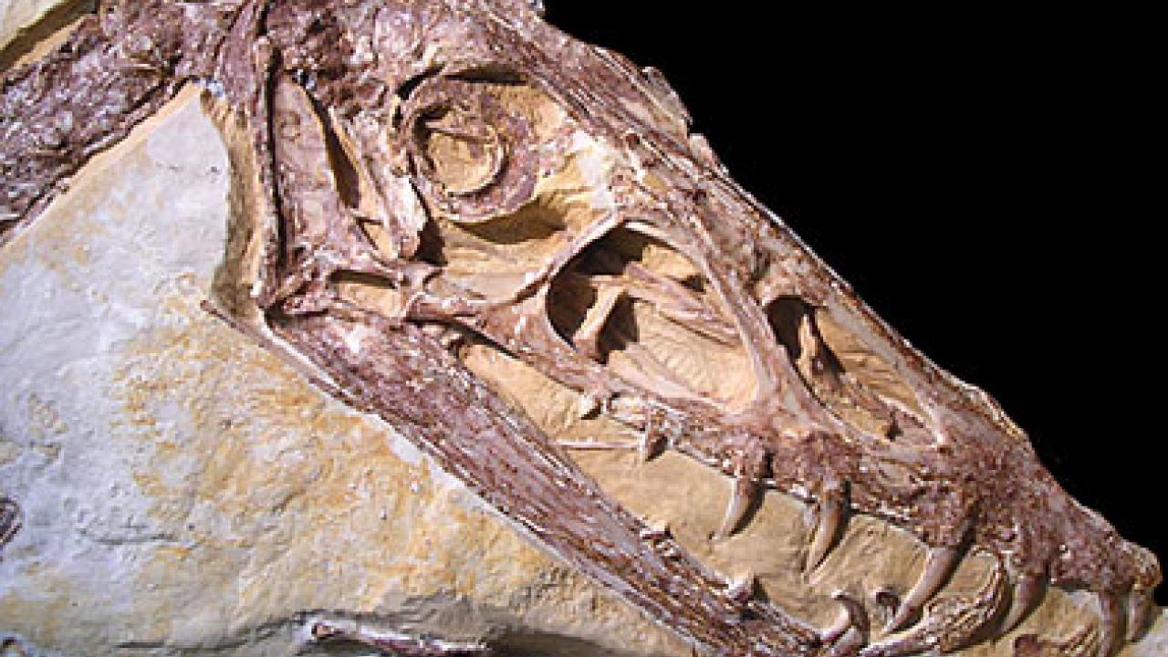 Photo: fossilized dinosaur in stone