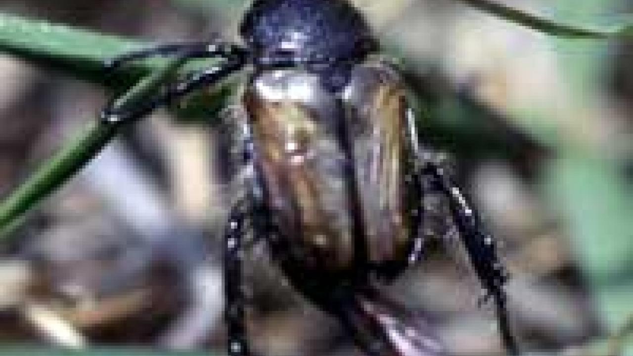 Photo: scarab beetle on leaf