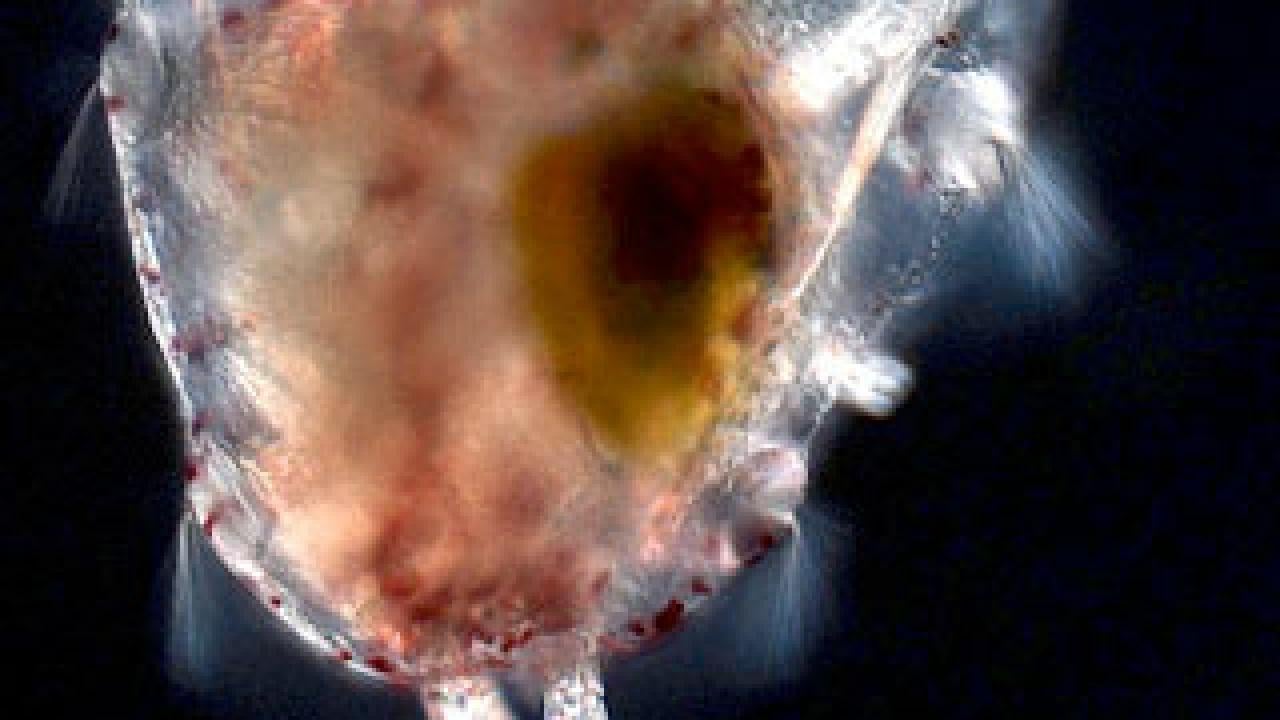 Blob-like larvae from sea urchin, maturing sea urchin larvae