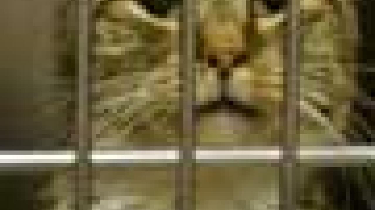 Photo: cat behind bars