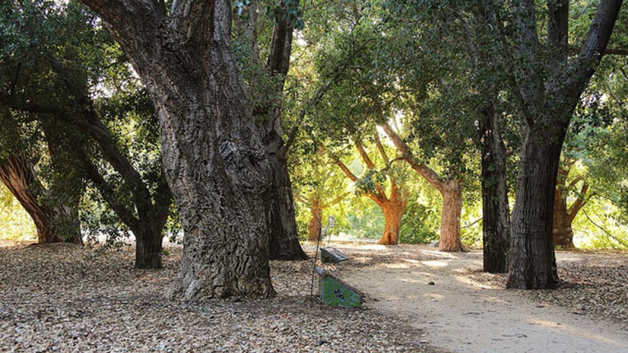 Photo: Shields Oak Grove, trail meandering through grove.