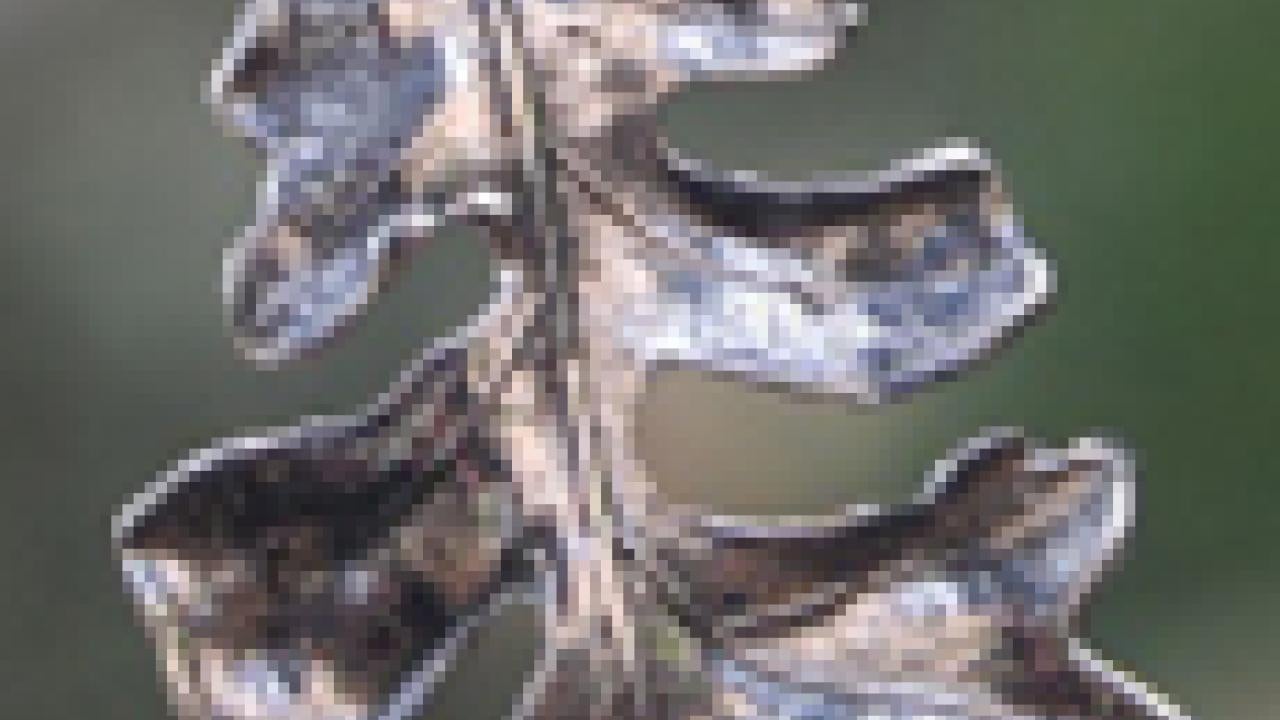 Photo: Silver oak leaf pendant (cropped)