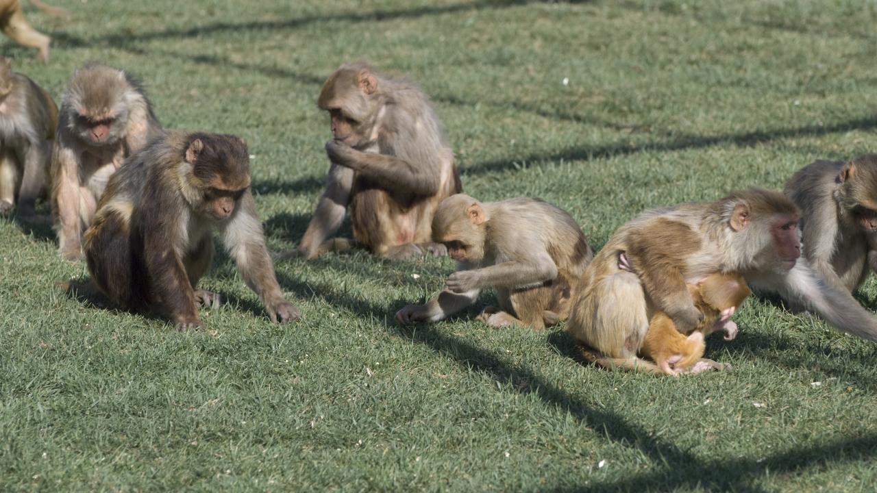 Rhesus monkeys